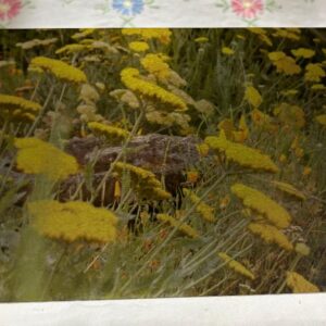 Garden Bird Bath Metal 5 x 7